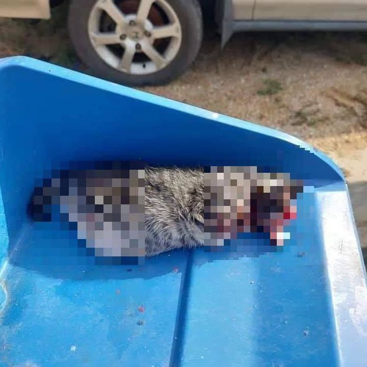 Gruesome Images Of Dead Cat Go Viral, Animal Lovers Want Culprit Brought To Justice