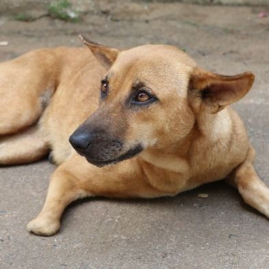 Sabah Authorities Killed Mother Dog Because She Attacked People Who Stole Her Puppies