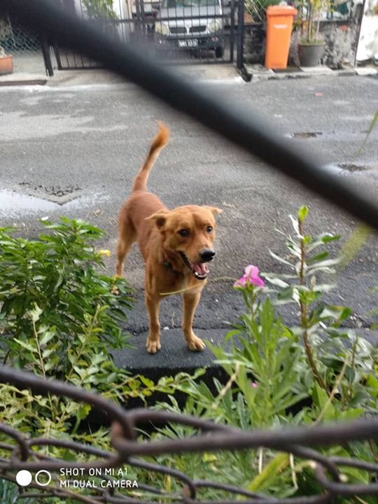 Anjing Jalanan Garang Dan Ganas Yang Menyerang Dan..