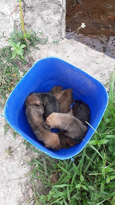 Tujuh Ekor Anak Anjing Berusia 2 Hari Telah Terbia..