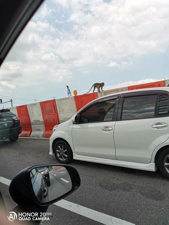 Kehadiran Sekumpulan Monyet Dalam Kawasan Pembangu..