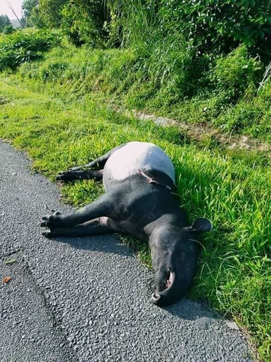 Kematian Seekor Tapir Akibat Kemalangan Di Batu 21..