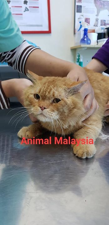 Kucing Diberi Nama Oren Ini Dilihat Berkeliaran Di.. Malaysia -
pengambilan kucing angkat