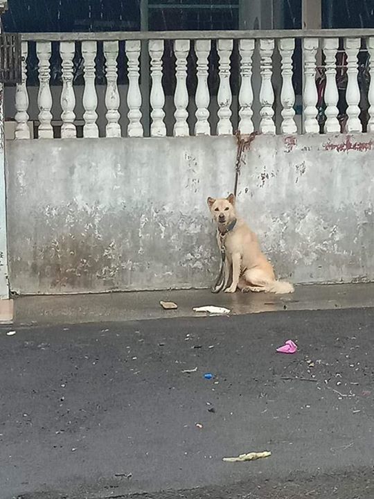 Sikap Pemilik Anjing Tidak Bertanggungjawab Begini..