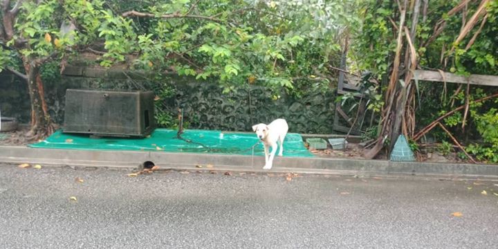 Anjing Diikat Berbulan Lamanya Ditepi Tembok Luar ..