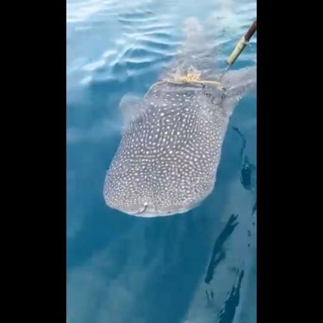 Malaysia Animal Association President Lauds Fishermen Who Freed Whale Shark Caught In Rope In Bintulu Waters (video) | Malay Mail