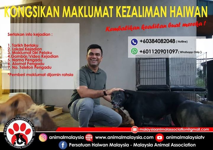 Jika Tidak Boleh Menyukai Anjing. Sekurang-Kurangn..