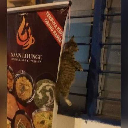 Ganjaran Rm1,000 Kesan Pembunuh Kucing