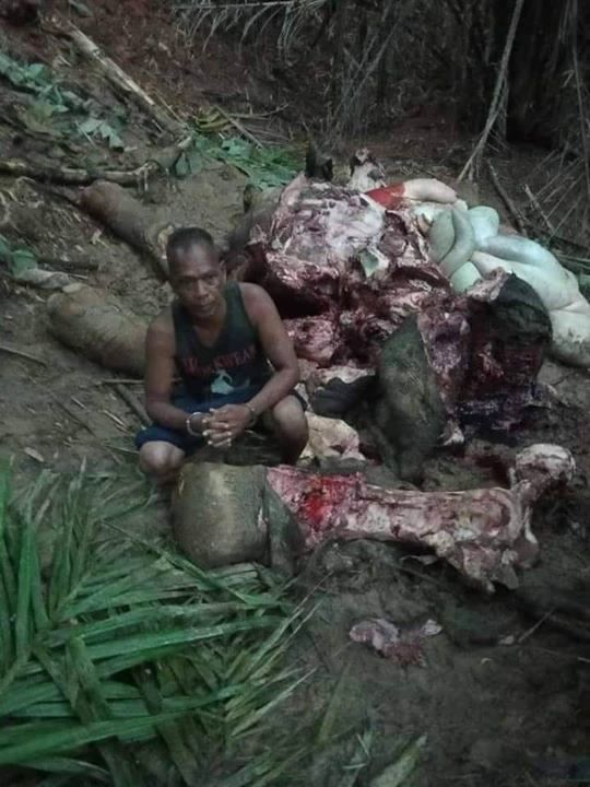 Gajah Didakwa Mahu Ceroboh Kawasan Sekolah Dibunuh..