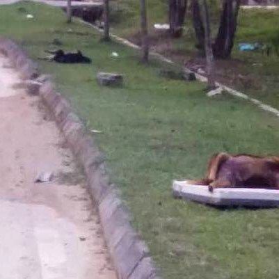 Doggone It: Dead Strays Found In Rawang, Believed To Be Poisoned