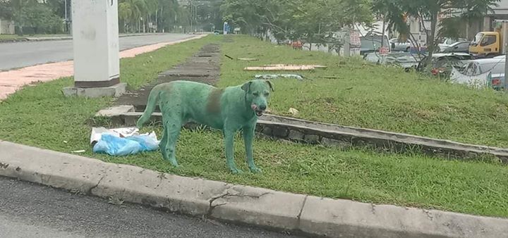 Mengecat Seluruh Tubuh Anjing Mengundang Kemudarat..