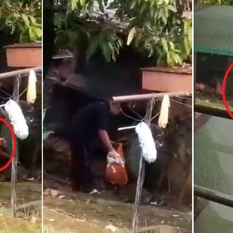 Videos Of Cruel Malaysian Man Choking & Hitting 2 Puppies To Death With Stick In Gombak Go Viral