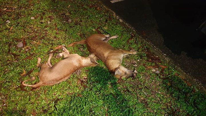 Ini Pula Nasib Anjing Gelandangan Di Negara Ini. S..