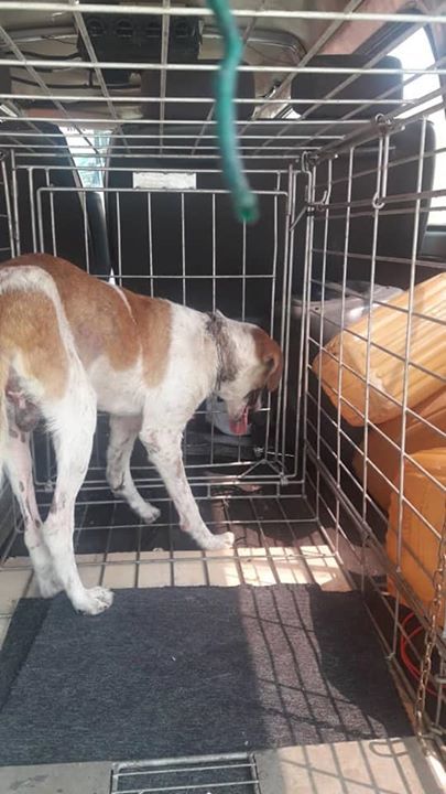 Kisah Anjing Leher Di Rnr Dengkil Selangor Mendapa..