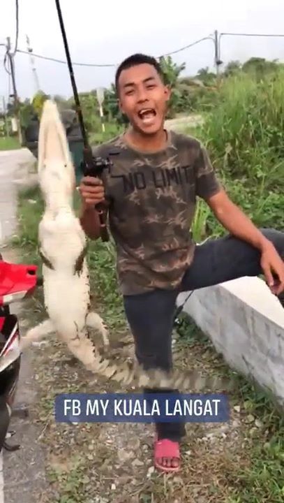 Buaya Merupakan Haiwan Terlindung Sepenuhnya Di Se..