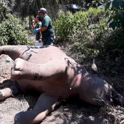 Anak Gajah Mati Dilanggar