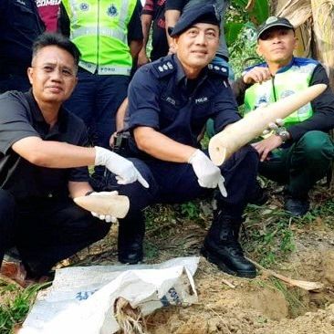 Bunuh Gajah: Suspek Tunjuk Gading Ditanam