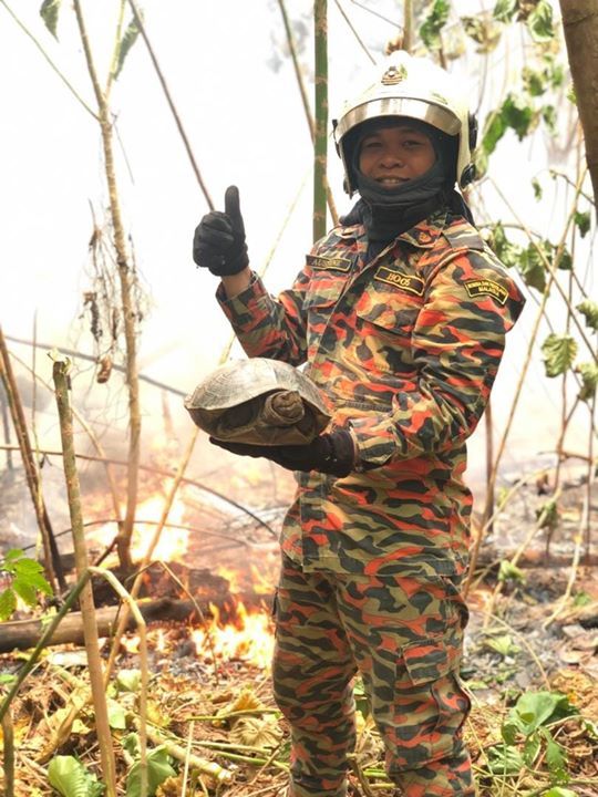 Salah Satu Haiwan Mangsa Kebakaran Hutan Yang Bern..