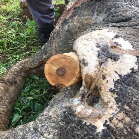 Post-Mortem Finds Pygmy Elephant Was Shot 70 Times At Close Range, Tusks Removed