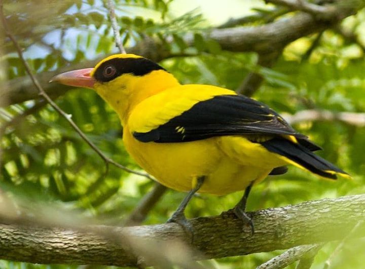 Mana-Mana Pihak Yang Terjumpa Burung Dendang Selay..