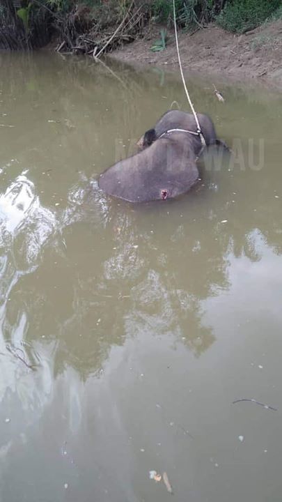 Gajah Mati Secara Misteri Jadi Tanda Tanya. Diperc..