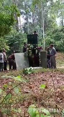 Tapir Jantan Sesat Terperangkap Berjaya Dibantu Se..