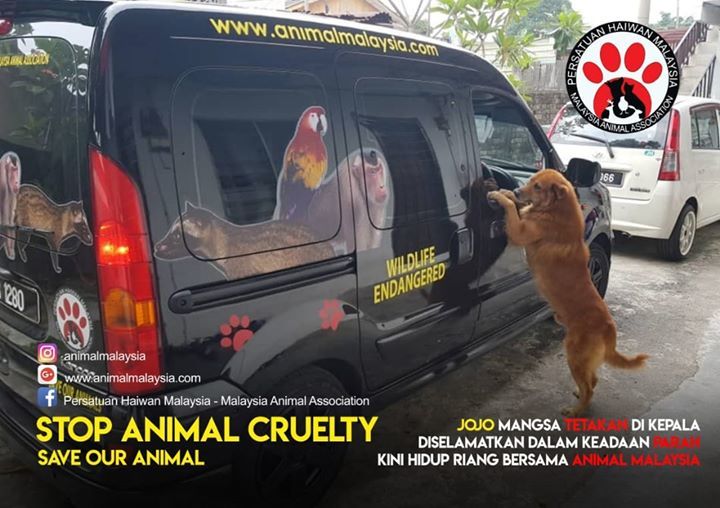 Anjing Jantan Bernama Jojo Merupakan Antara Kisah ..