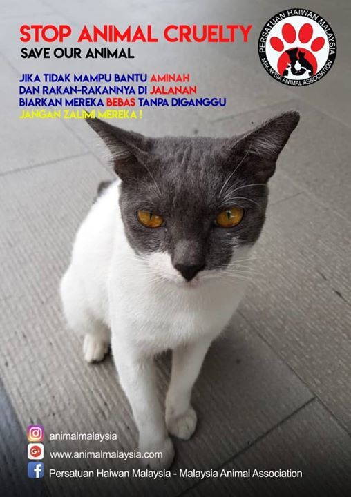 Aminah Kucing Jalanan Yang Mendapat Perhatian Anim..