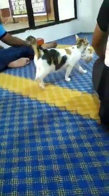 Ibu Kucing Bawa Anak Dengar Ceramah. Mungkin Mahuk..