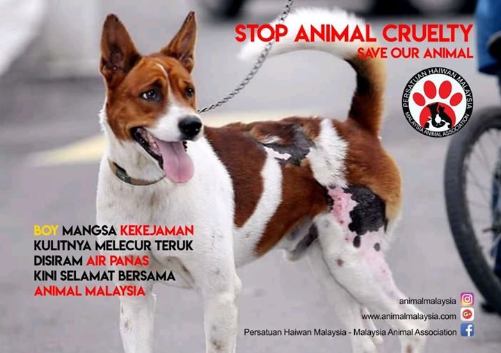 Boy Adalah Anjing Malang Yang Diselamatkan Animal ..