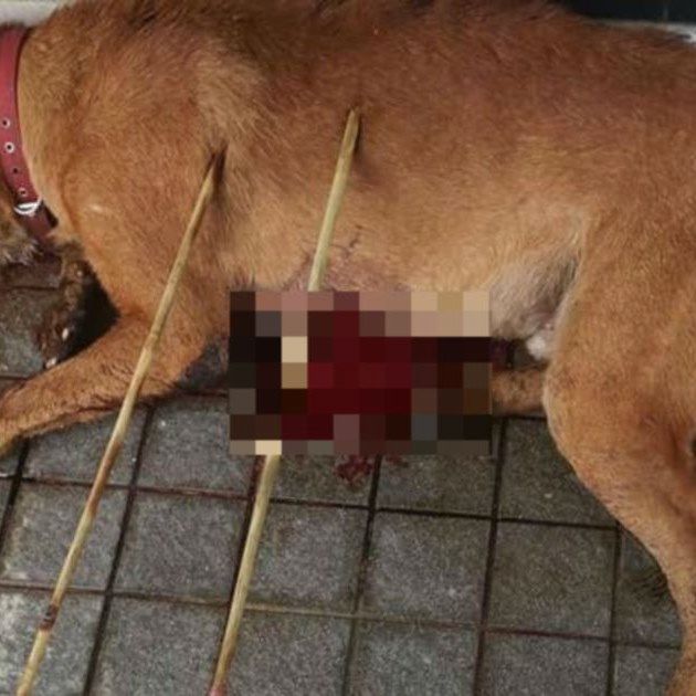 Dog Found Dead With Arrows Sticking Out Of Body