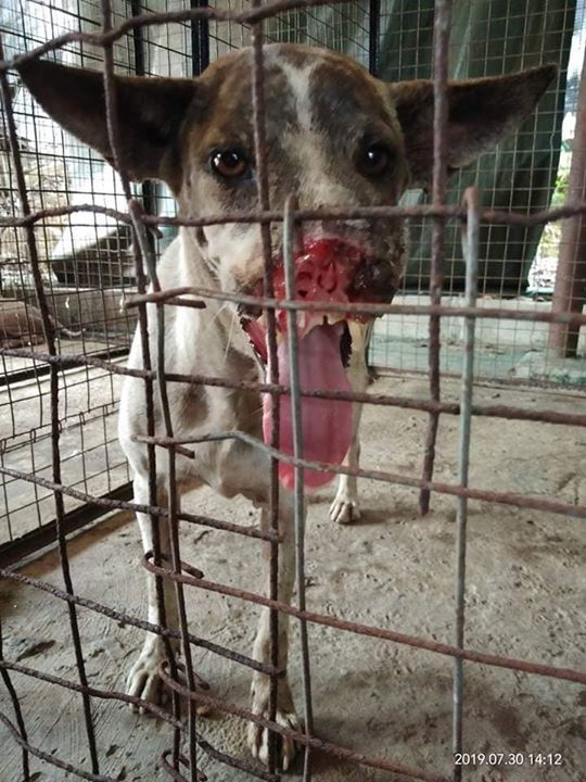 Lihat Muka Ibu Anjing Bernama Noobu Yang Dipakuk B..