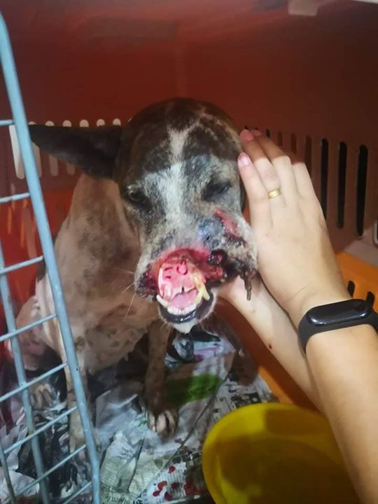 Inilah Keadaan Terkini Anjing Yang Dipakuk Muncung..