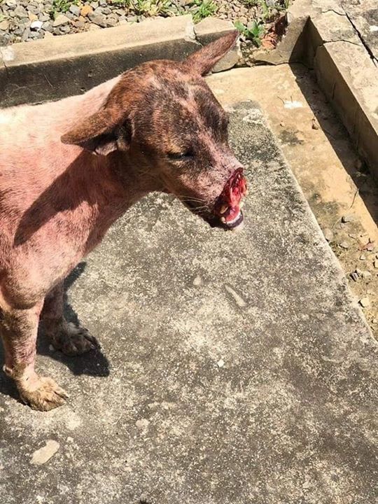 Muncung Muka Anjing Dipakuk Kerana Kemarahan Pendu..