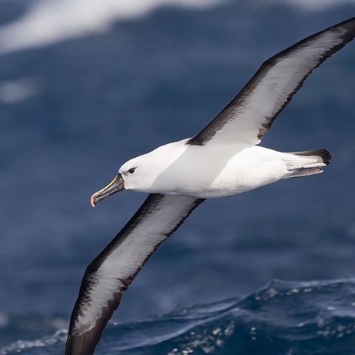 One Simple Change Cut Accidental Albatross And Seabird Deaths By 98%: â€˜absolutely Amazingâ€™