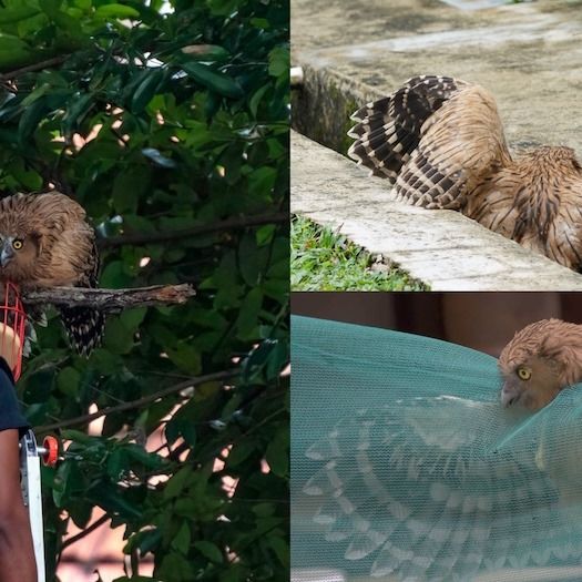 Owlet In Seletar Attempts To Fly But Crashes Into A Drain & Gets Stuck In Net