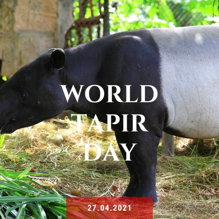 Happy World Tapir Day. These Solitary And Elusive ..