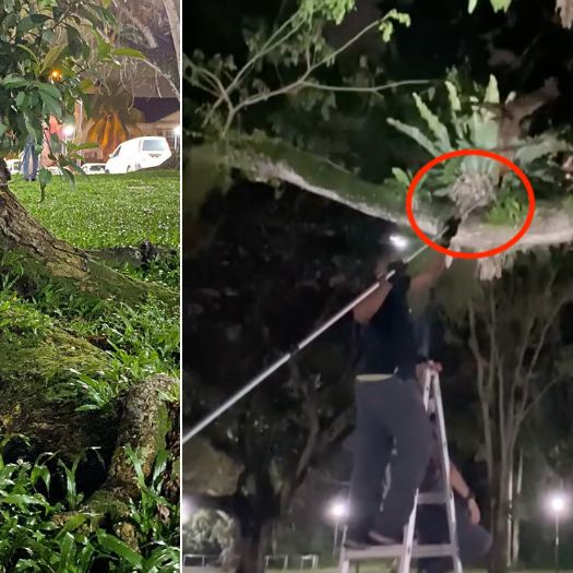 Fledging Owl At Pasir Ris Park Stranded On The Ground, Only Reunites With Parents After 3 Hours Rescue