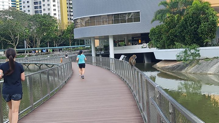 Bukit Panjang Monkey On Internationalmacaqueweek. ..