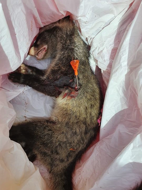 Civet Found Dead With Dart Ban The Sale Of Blow Da..