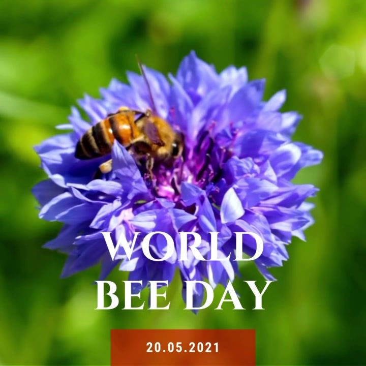 Its World Bee Day. Want To Help Our Fuzzy Buzzy Fr..