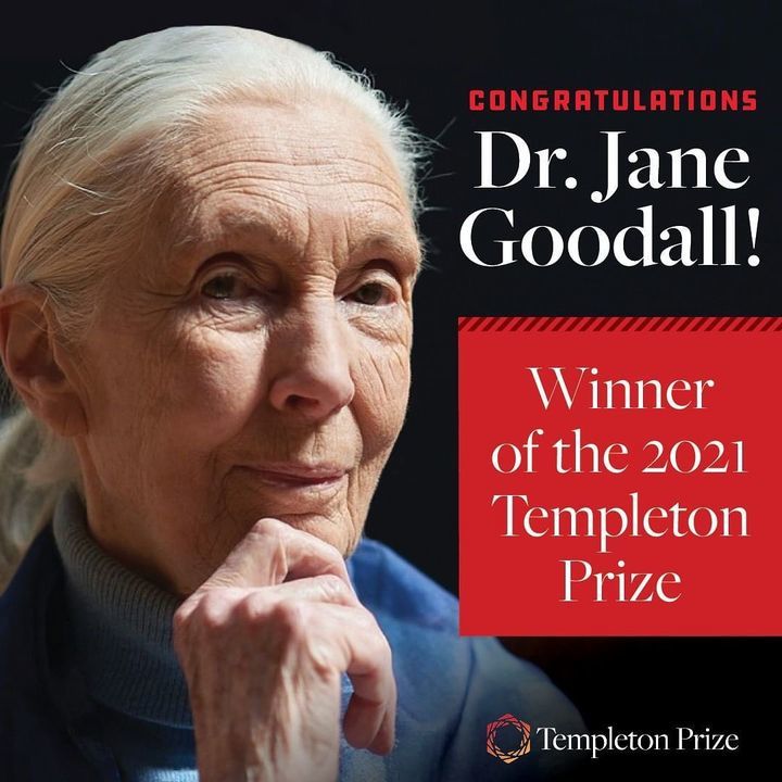 Exciting News Dr. Jane Goodall, Dbe, Founder Of Th..