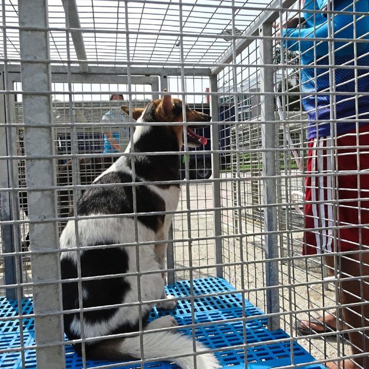 Dog Talk: This Animal Shelter Recently Moved Over 300 Cats And Dogs