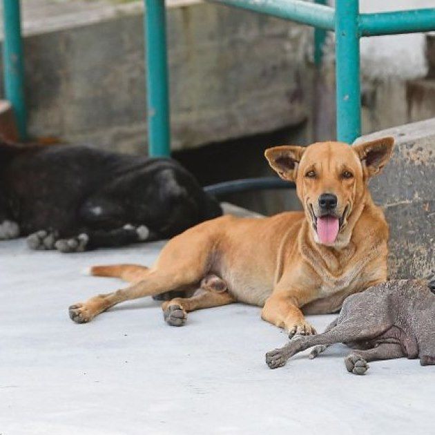 Experts: Canine Coronavirus In Sarawak No Cause For Alarm | Malay Mail