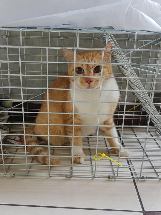 Last Week We Finally Managed To Trap The Followin Tnrm Malaysia Petfinder My Wagazine