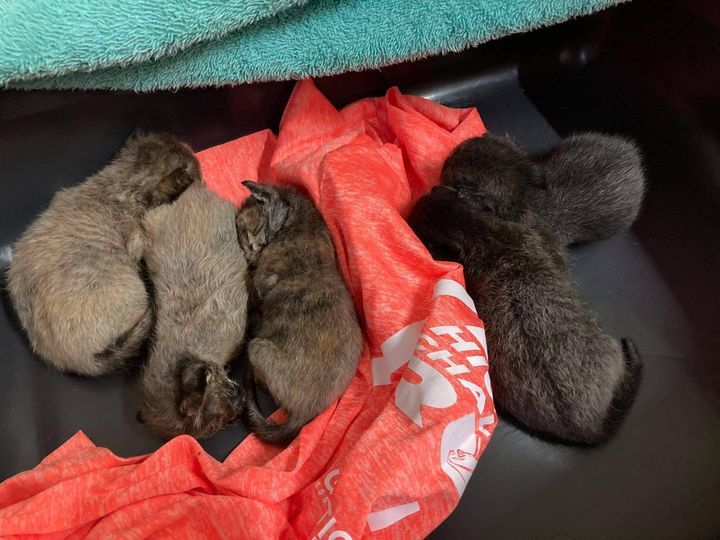 Urgent Help Needed. Hello There. Ive Found 5 Kitte..