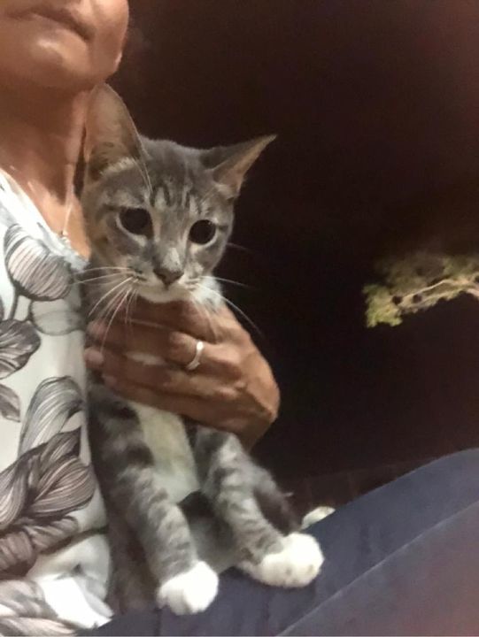 Handsome Male Kitten 6 Months Old For Adoption. He..