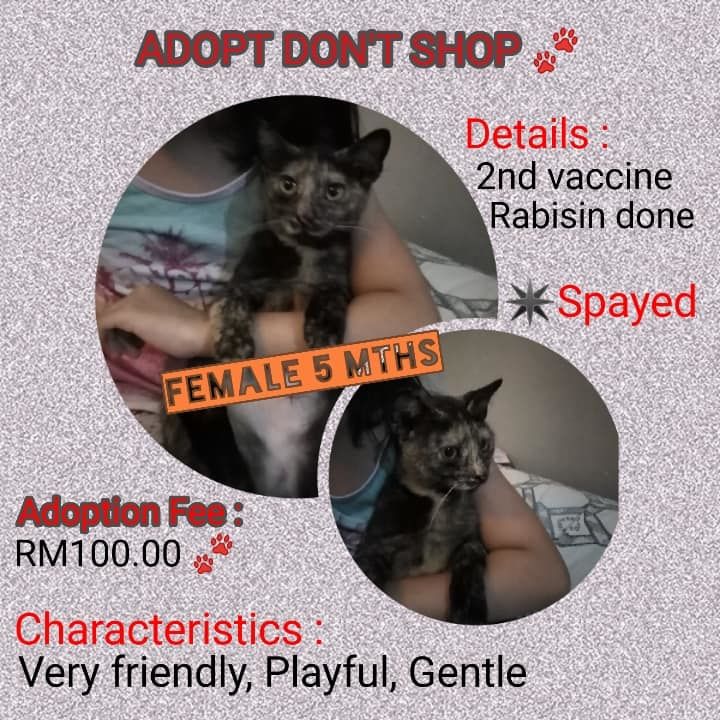 Kittens/cats For Adoption. Ready To Embark A Wonde..