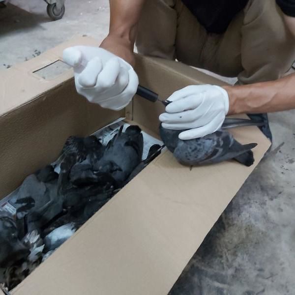 Poisoned Pigeons – How We Can Save Them