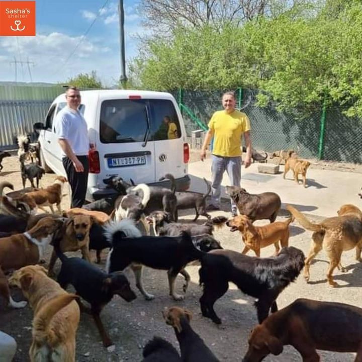 Sashas Free-Running Dog Sanctuary In Serbia Is Tem..